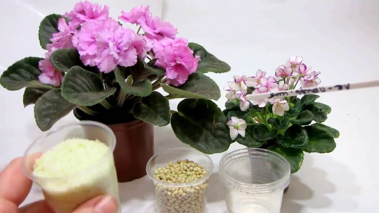 Подкормка фиалок для цветения дома готовыми удобрениями и народными средствами