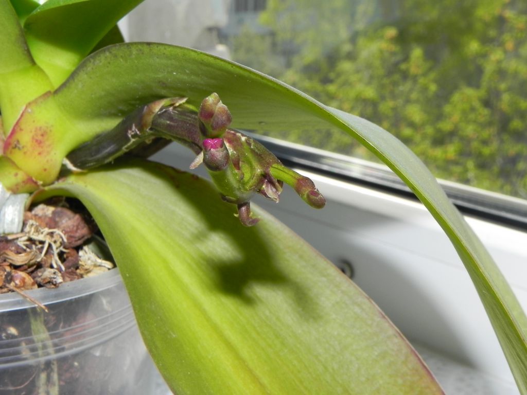 Появление цветоноса у орхидеи фото