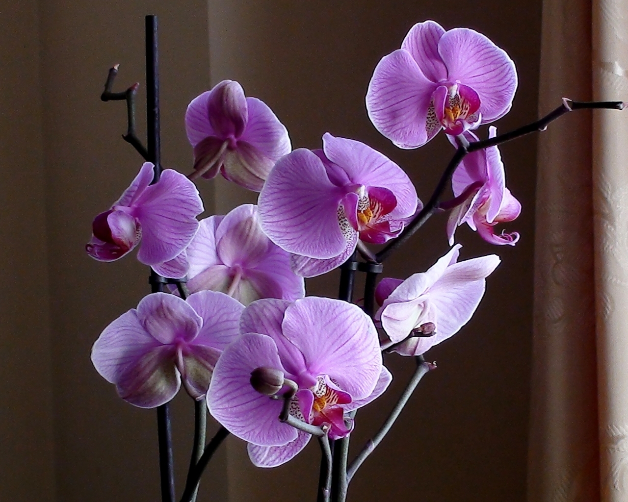 Орхидея с длинным стеблем и цветами