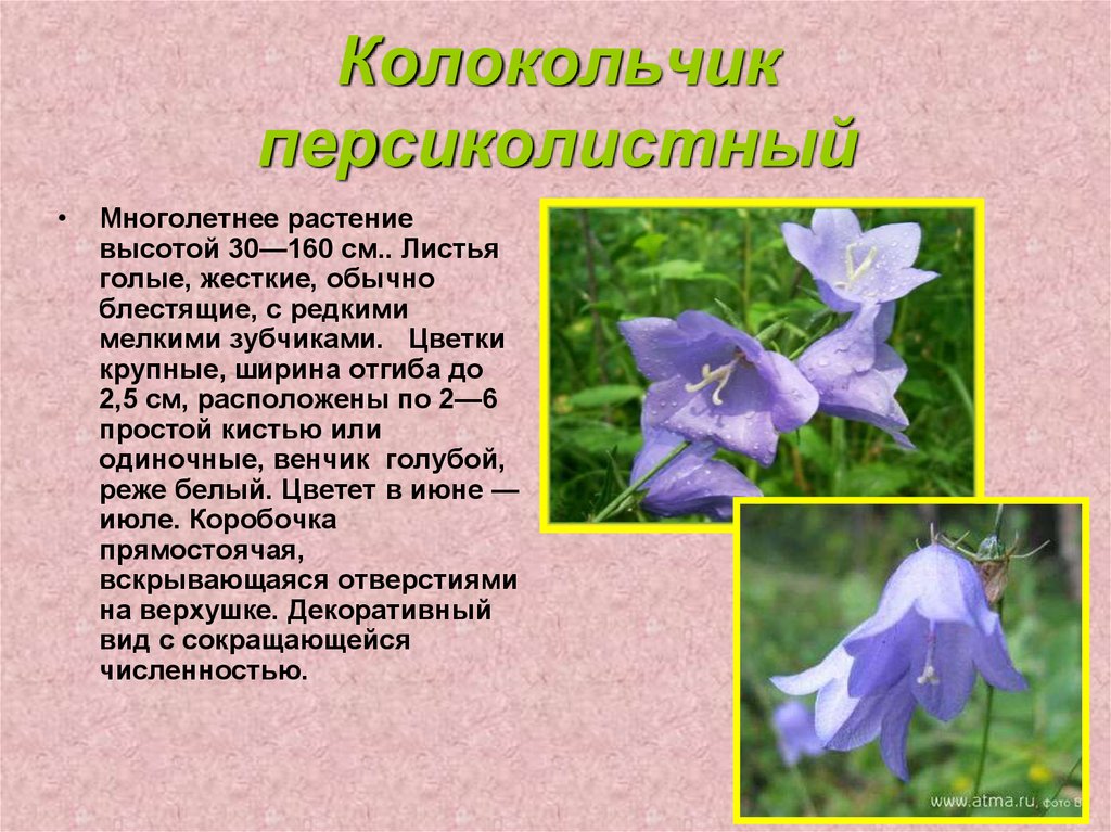 Правда ли то, что бывают черные, синие и фиолетовые орхидеи?