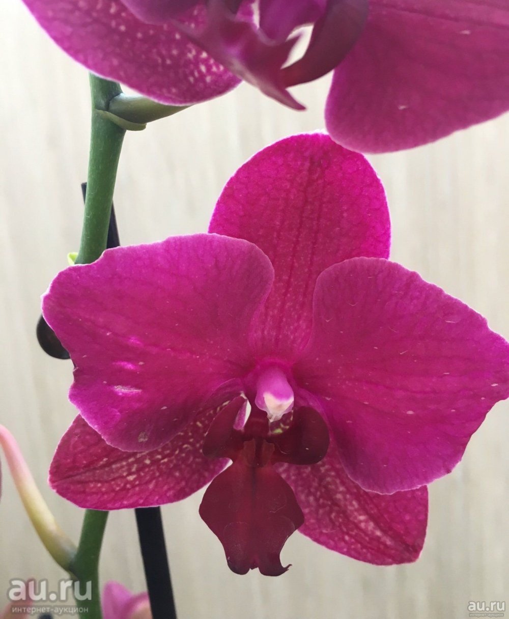 Орхидея ола фото и описание