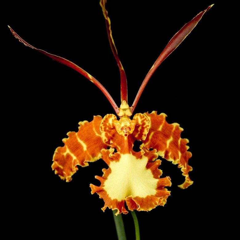 Разновидности орхидей, их фото и названия