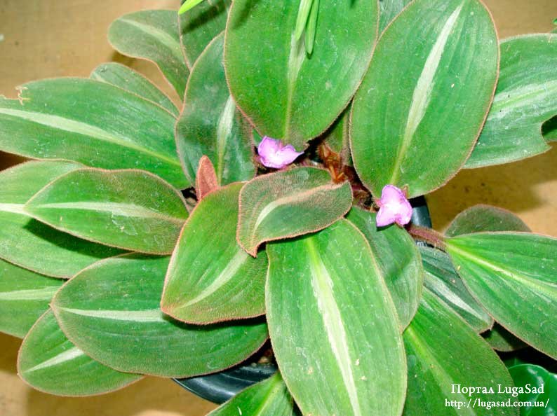 Сидерасис — экзотическое растение для северных подоконников