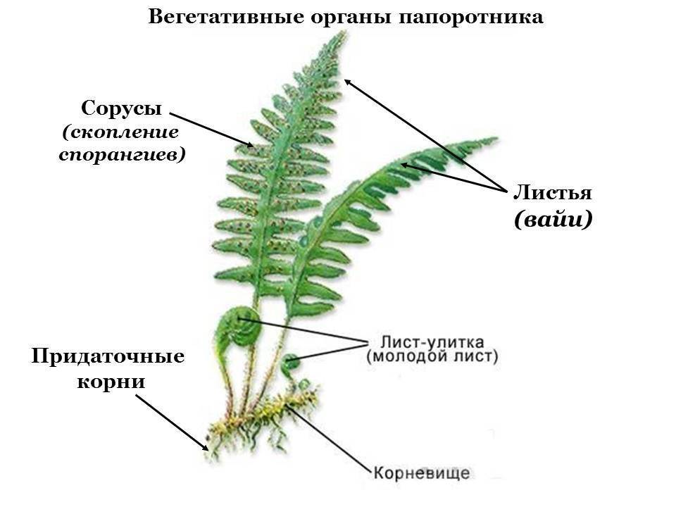 Щитовник мужской фото и описание