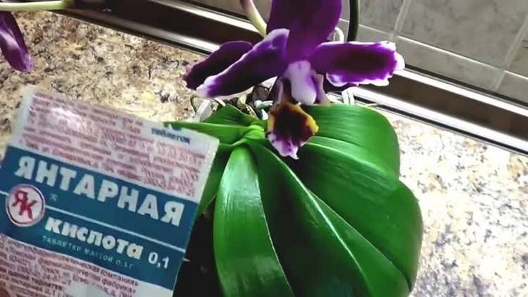 Секреты использования янтарной кислоты для орхидей