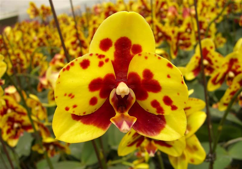 Красно желтая орхидея. Орхидея фаленопсис Пикачу. Фаленопсис Небула. Фаленопсис жёлтый. Фаленопсис Аркс Рей.