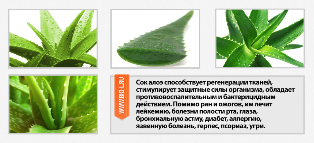Как вырастить алоэ из листа: хватит ли одного, как срезать, отделив от стебля, можно ли посадить цветок без корня, и таким образом, размножить в домашних условиях?дача эксперт