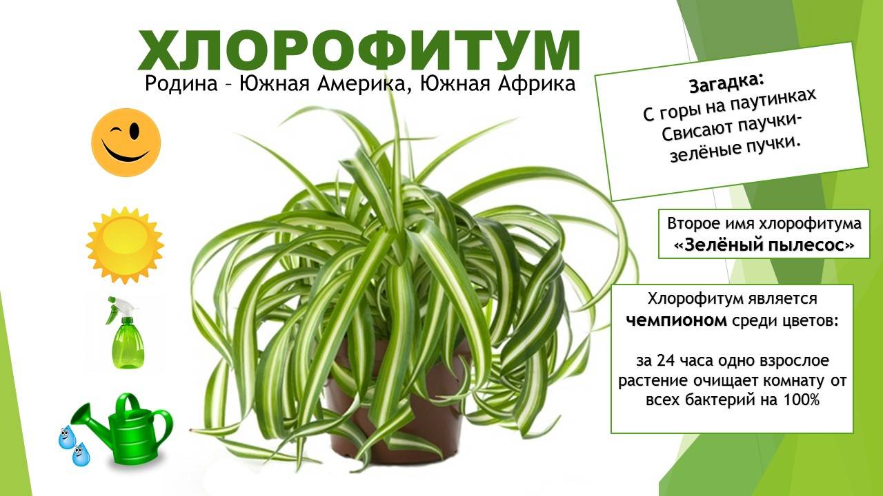 Карточки по уходу за комнатными растениями в детском саду в картинках