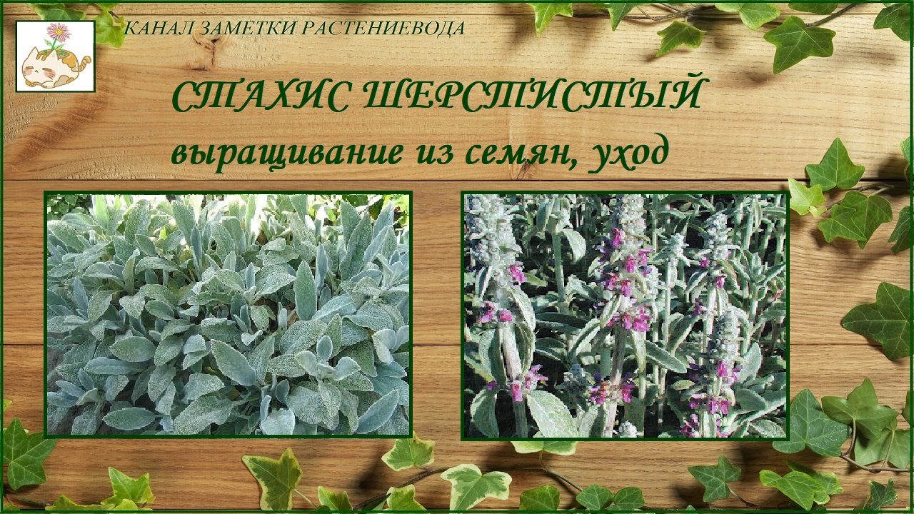 Бровалия уход в домашних условиях