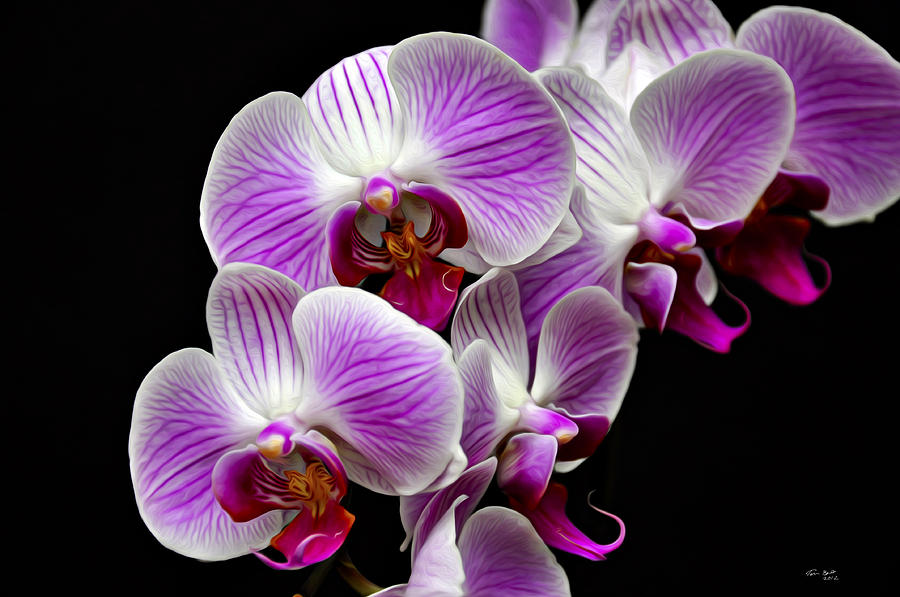 Гибридные орхидеи