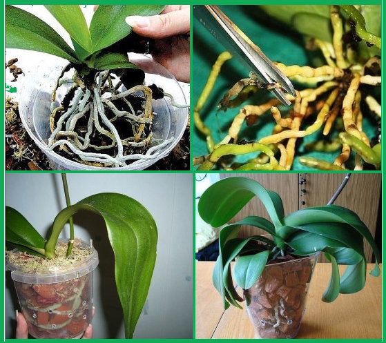 Как пересадить орхидею в домашних условиях пошагово: уход и полив