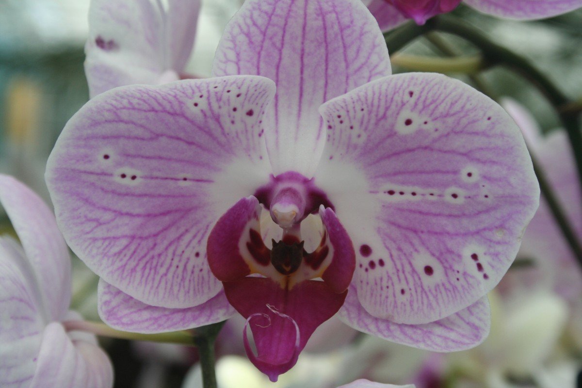 Орхидея фаленопсис компилатион