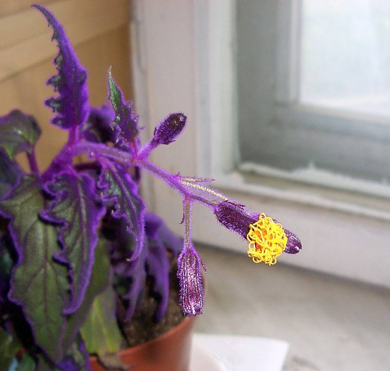 Гинура цветок уход в домашних условиях фото