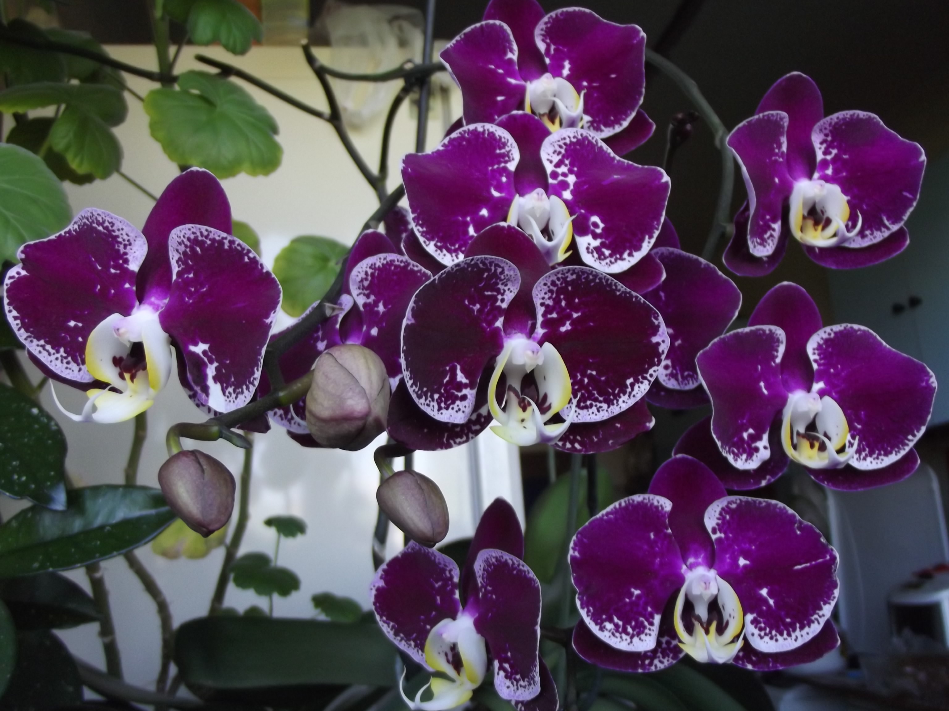 Какие виды орхидей бывают фото и название и описание и фото