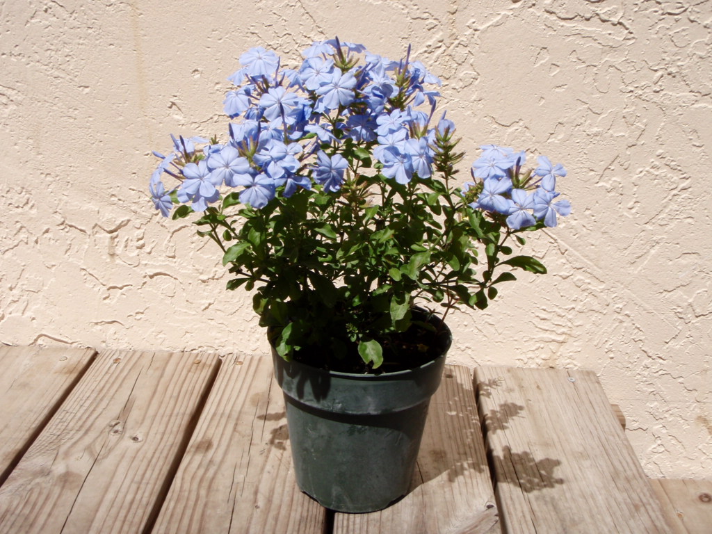 Комнатные цветы с голубыми цветами название и фото