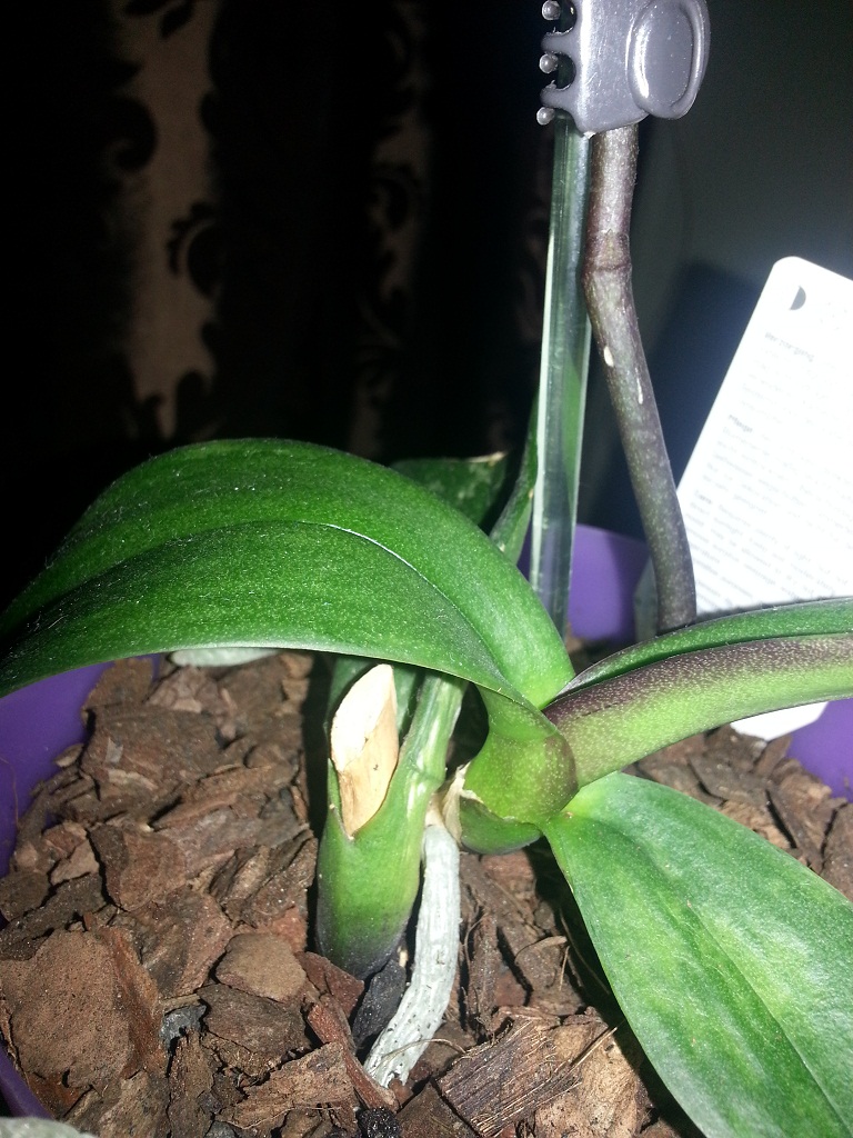 Как выглядит детка орхидеи на цветоносе в самом начале фото
