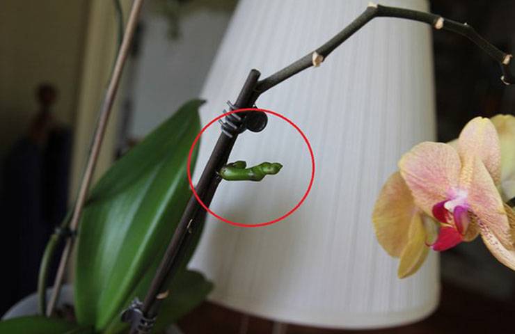 Как заставить орхидею выпустить цветонос, особенности цветения