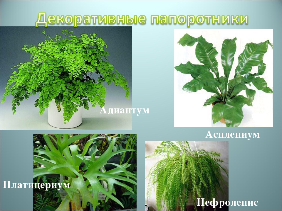 Асплениум (костенец) asplenium - виды, уход, проблемы выращивания, размножение