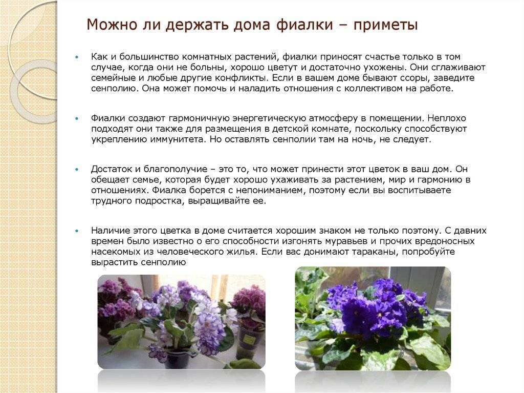 Из данной статьи вы узнаете, на самом ли деле фиалки на подоконнике разрушают личную жизнь Суеверия или правда Отзывы фиалководов и научные факты о разных приметах, приведенных в статье, помогут вам разобраться, можно или нельзя держать фиалки в доме, осо