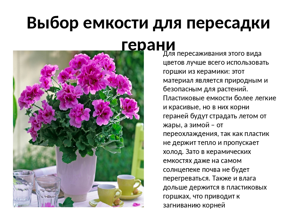 Мало кто из цветоводов знает о том, что в комнатных условиях вполне возможно вырастить герань пеларгонию с соцветиями различных оттенков и ароматов