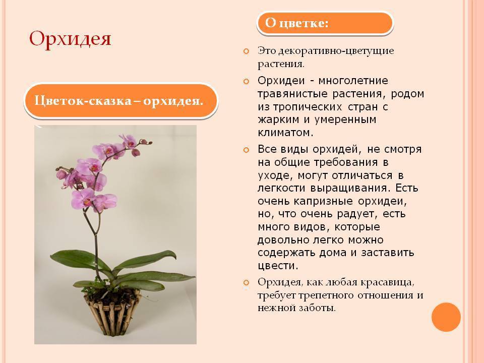Виды орхидей и их разновидности с фото и описанием