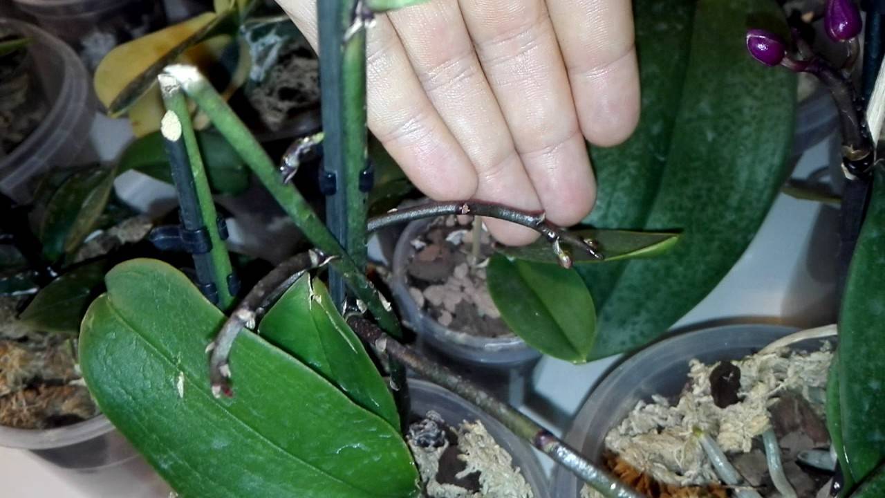 Почему орхидея вянет и что делать. Фаленопсис отсушивает бутоны. Бутон орхидеи. У орхидеи засыхают бутоны. Увядшая Орхидея.