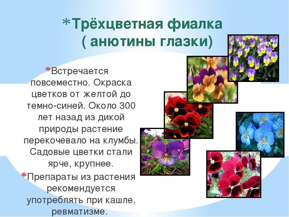 Родина фиалки растения комнатного: где растёт, происхождение, фото