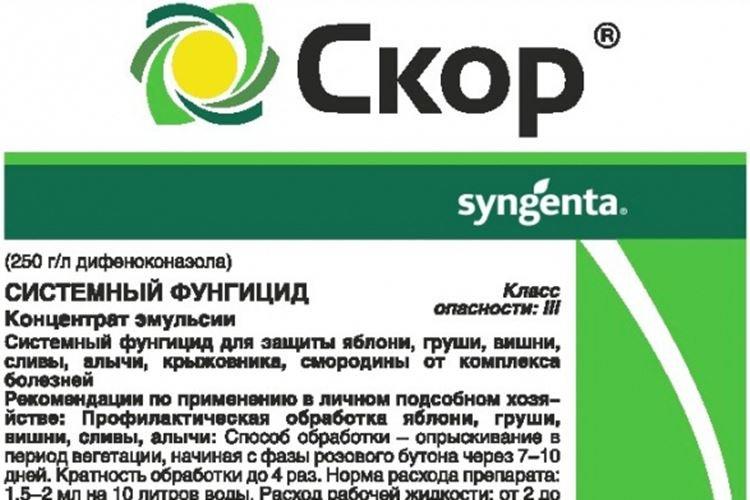 Фунгицид для орхидей — для чего нужен, как выбрать и использовать