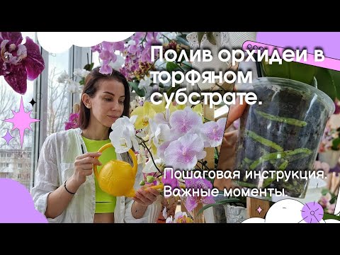 Как ухаживать за орхидеями – 7 шагов для новичка