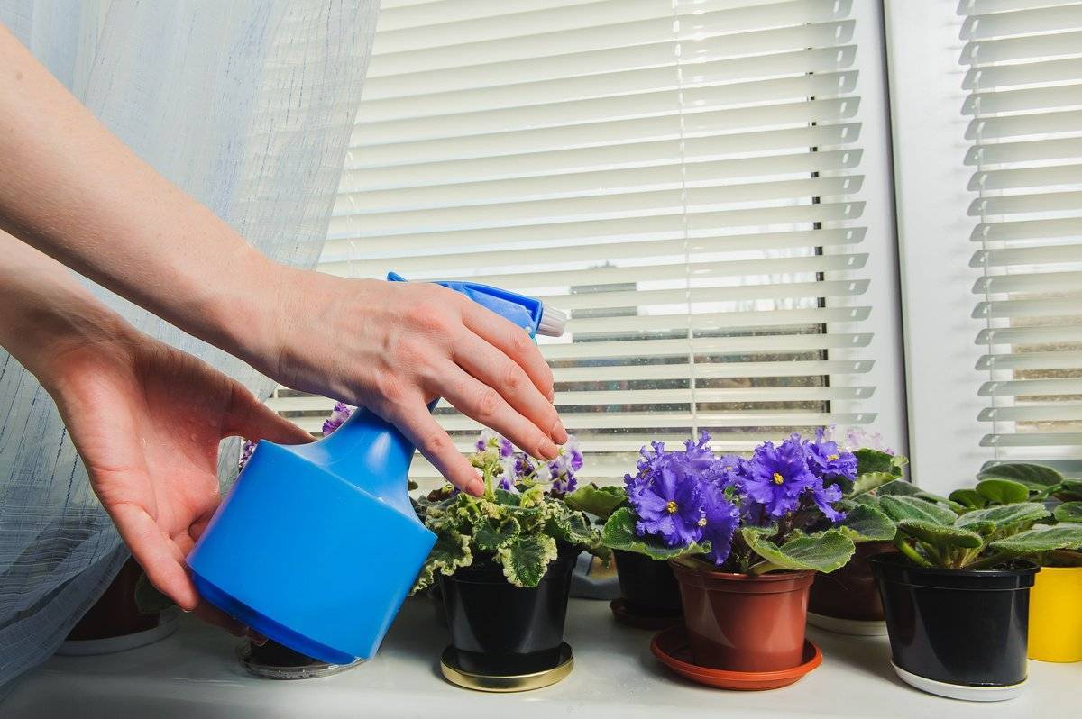 Как поливать фиалку в домашних условиях: сколько раз нужен полив зимой и весной, чем и какой водой, капельный полив, фото и видео от цветоводов
