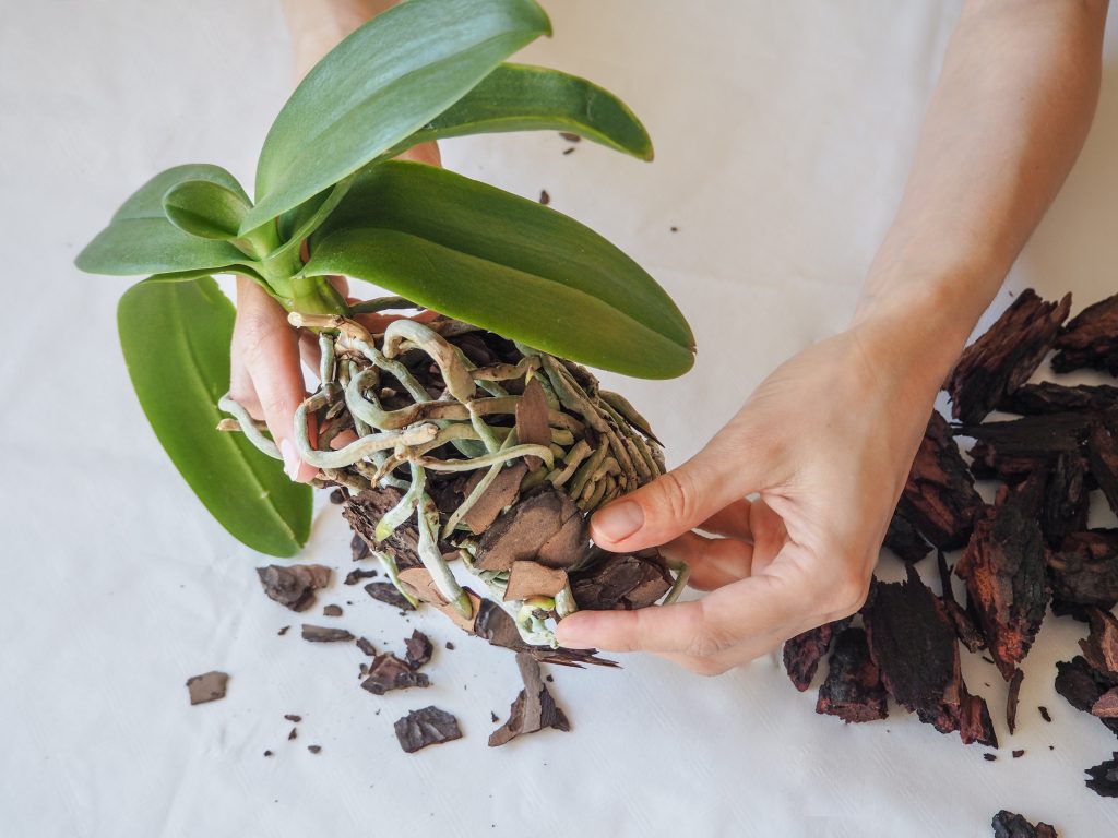 Нужно ли обрезать орхидею после цветения и как правильно это делать?
