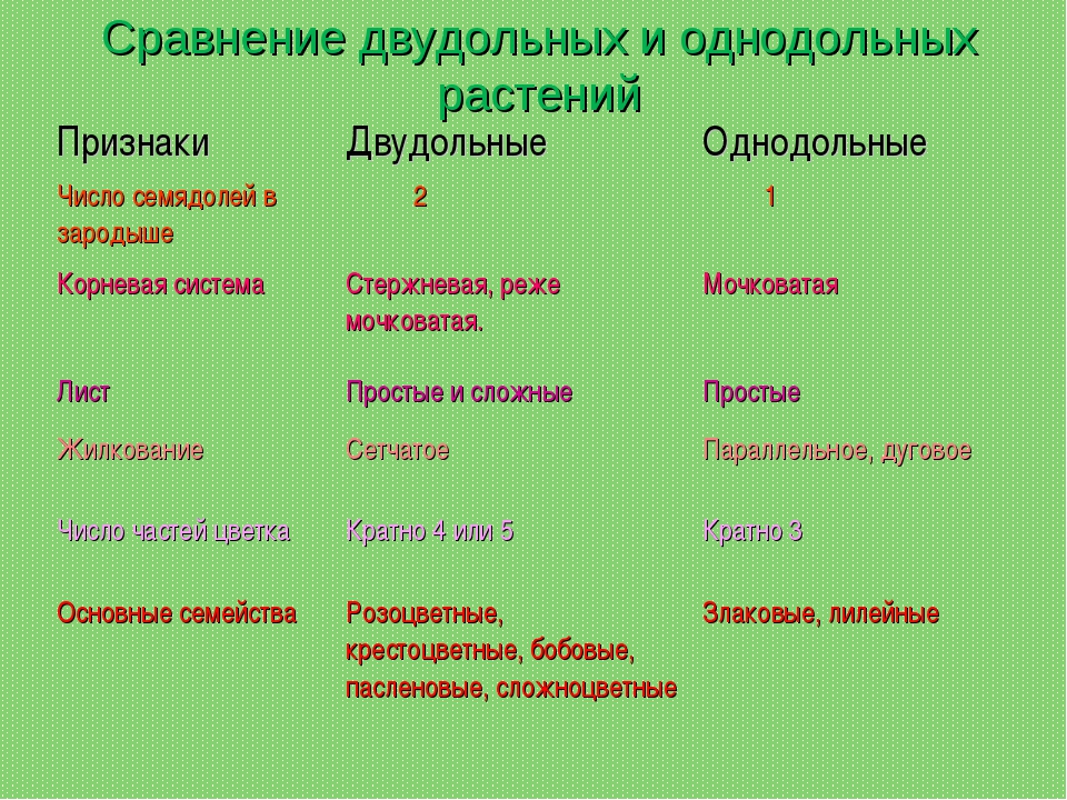 Сопоставьте изображения признаков класса двудольные с названиями ответы