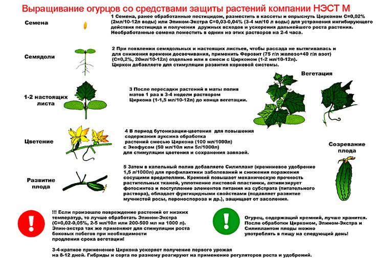 Розовая орхидея — особенности ухода за фаленопсисом