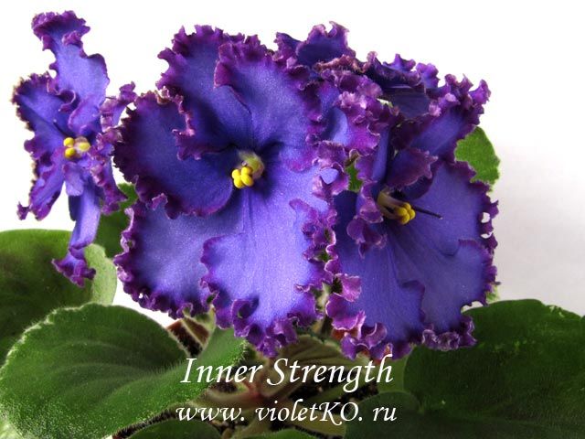 Фиалка inner strength фото и описание