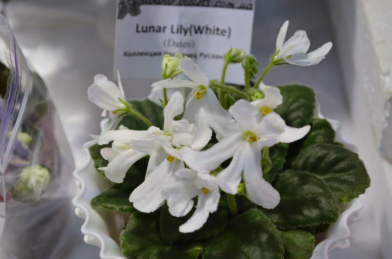 Lunar lily white фиалка фото