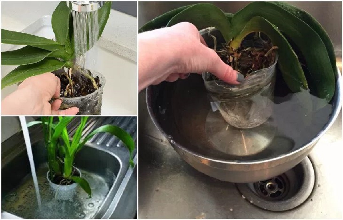 Пересадка орхидей в домашних условиях после цветения. Орхидея фаленопсис полив. Пересадить орхидею. Полив орхидей методом погружения. Пересадка орхидеи фаленопсис.