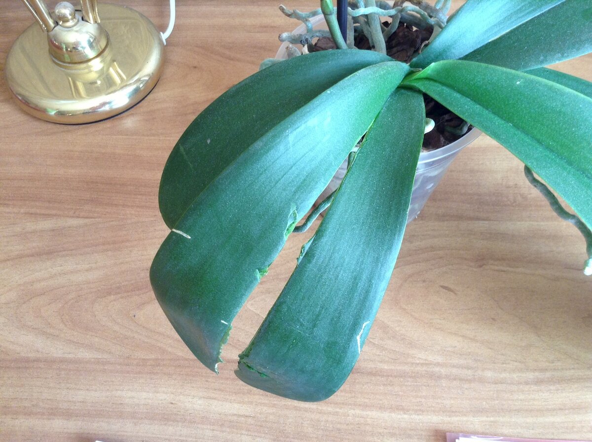 Как помочь орхидее, если у нее сохнут листья? почему это происходит и чем опасно явление?