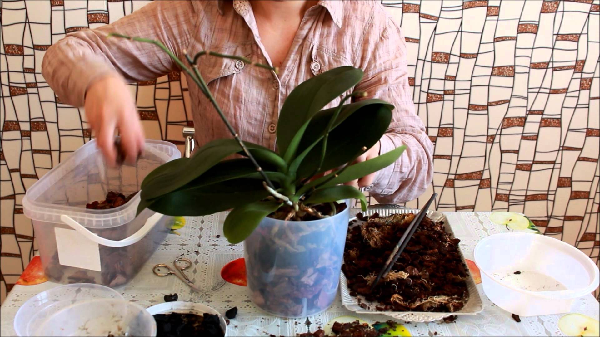 Как вырастить орхидеи в домашних условиях: секреты и ньюансы
