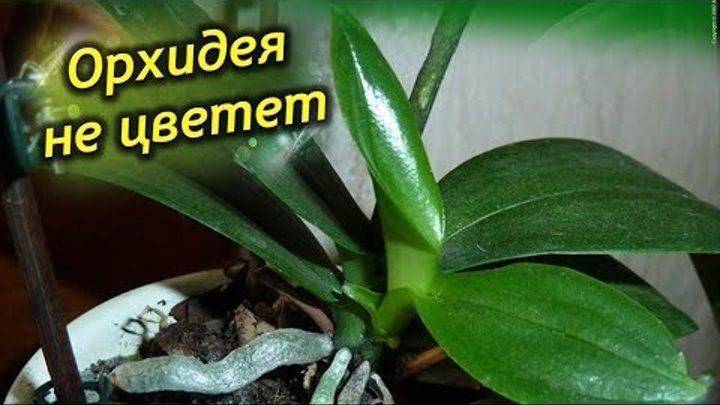 Что делать, если не цветет орхидея: дельные советы