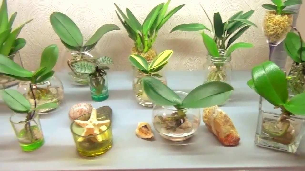 Орхидея в домашних условиях в воде. Фаленопсис в воде. Фаленопсис в бутылках. Орхидея в бутылке. Орхидея растет в воде.