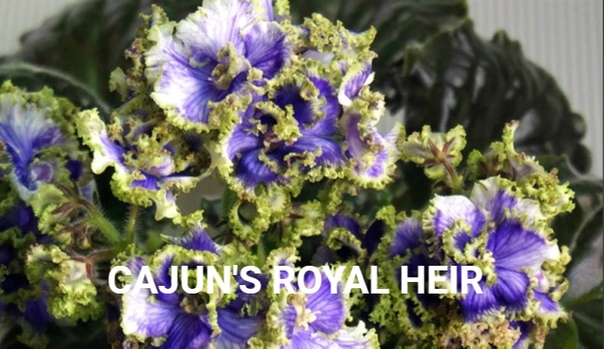 Фиалка cajun s royal jewels фото и описание