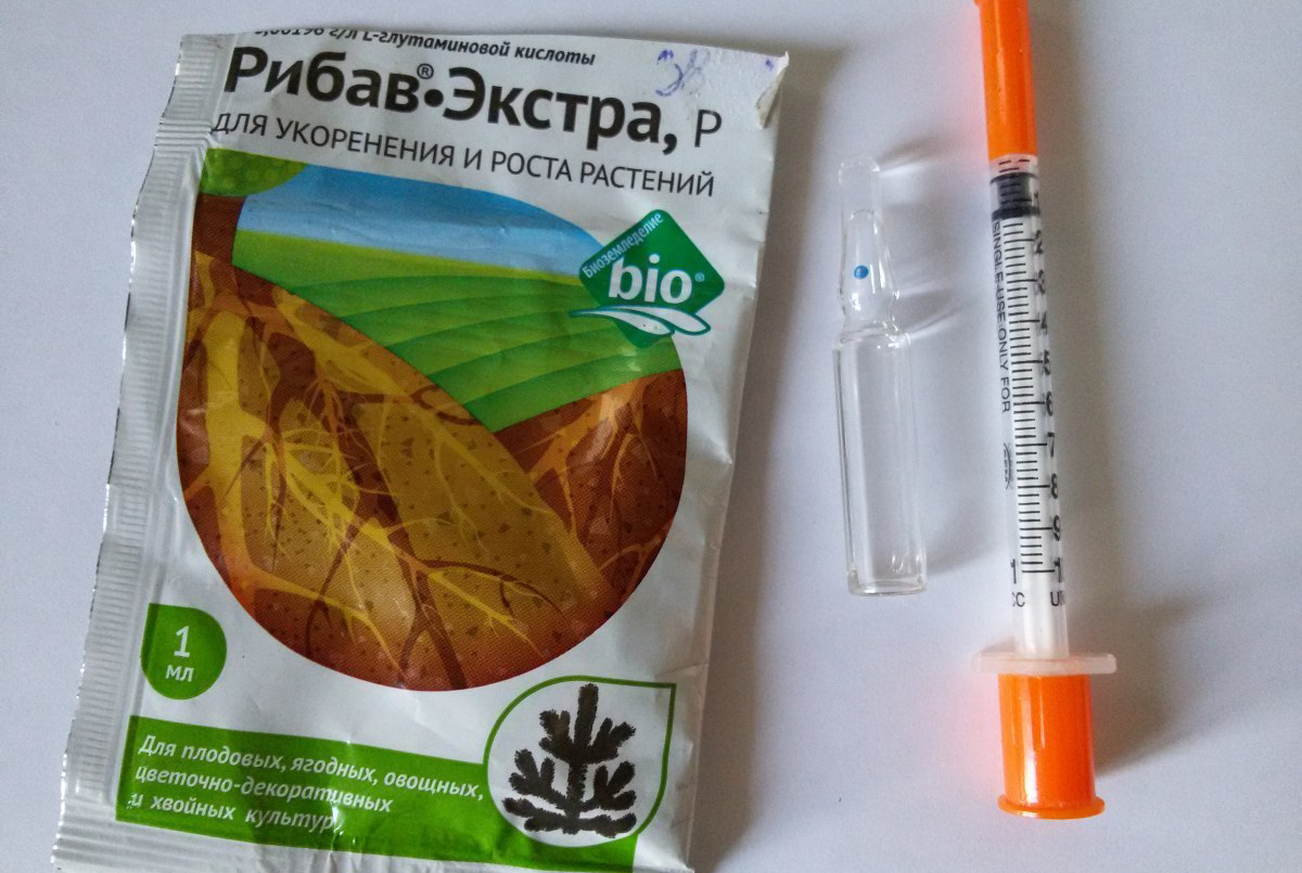 Основные потребности ухода для выращивания орхидей