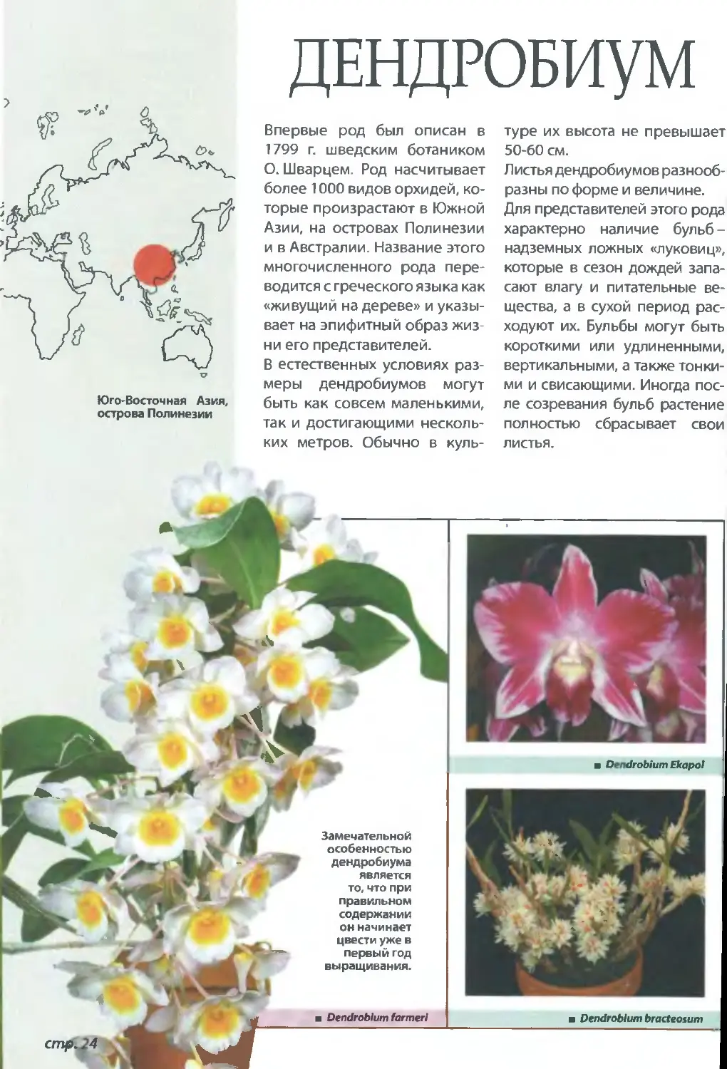 Строение орхидеи Дендробиум