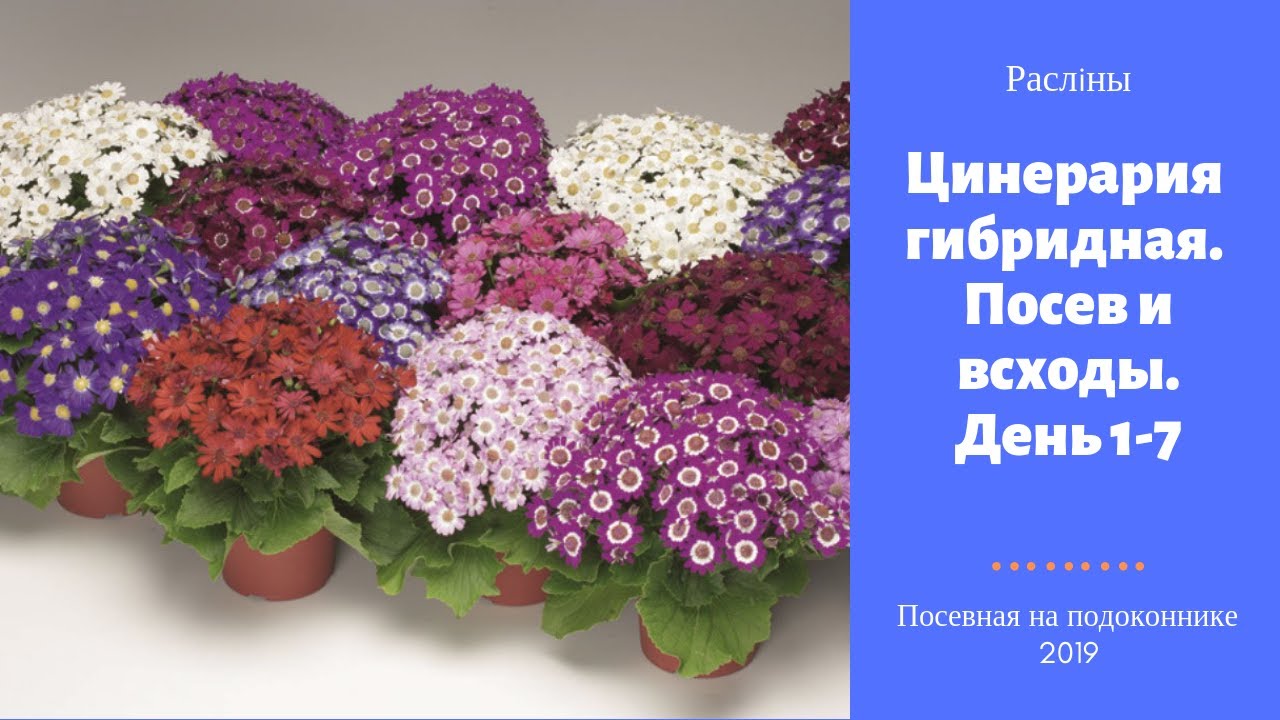 Цинерария: выращивание из семян рассадой, посадка и уход в саду