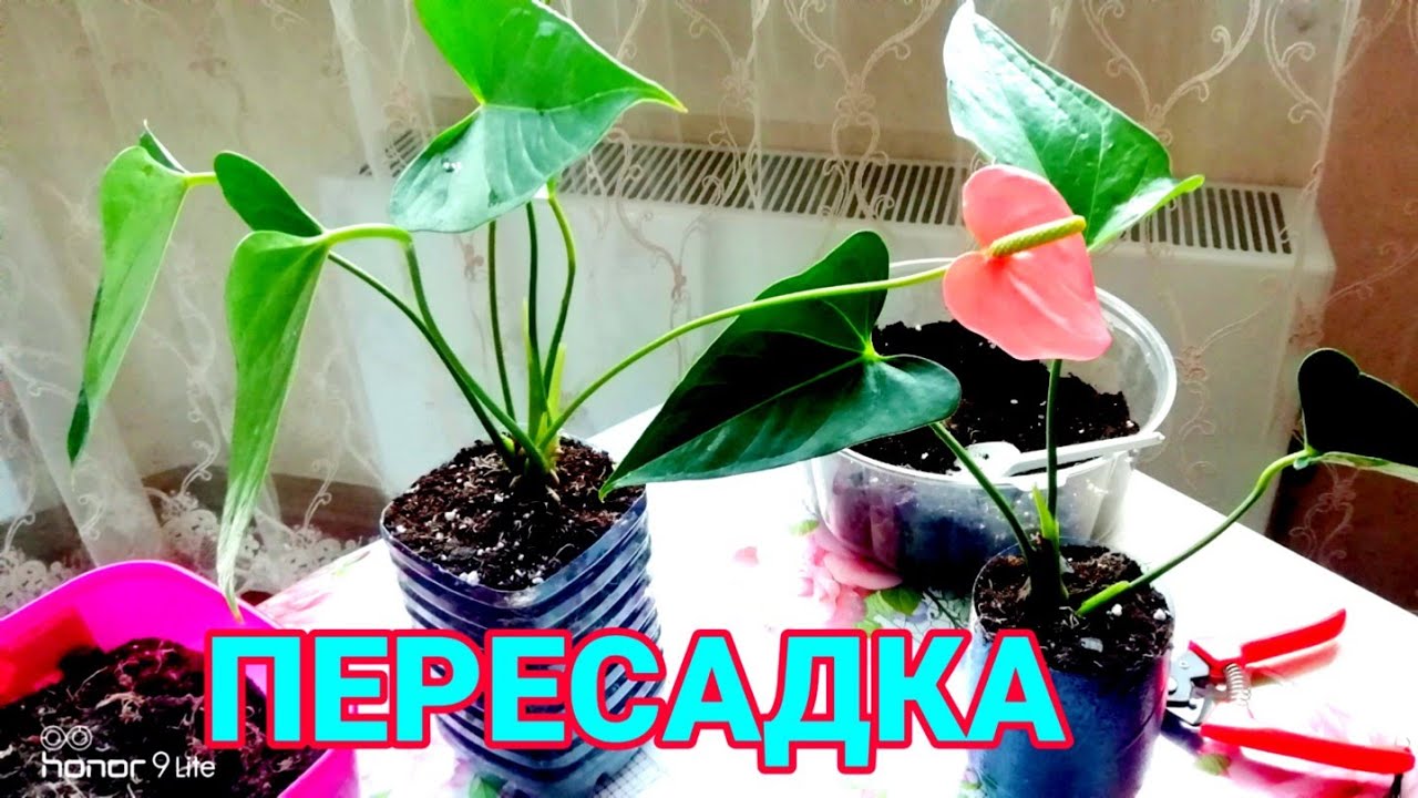 Комнатное растение антуриум - как ухаживать в домашних условиях, размножение, пересадка, виды и болезни