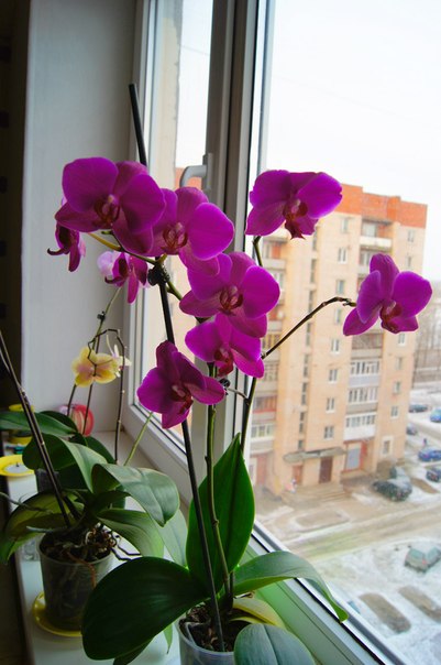 Почему нельзя дома орхидеи. Орхидеи дома. Домашняя архидея которой 30 лет. Орхидея в доме приметы. Дом орхидей в Санкт-Петербурге.