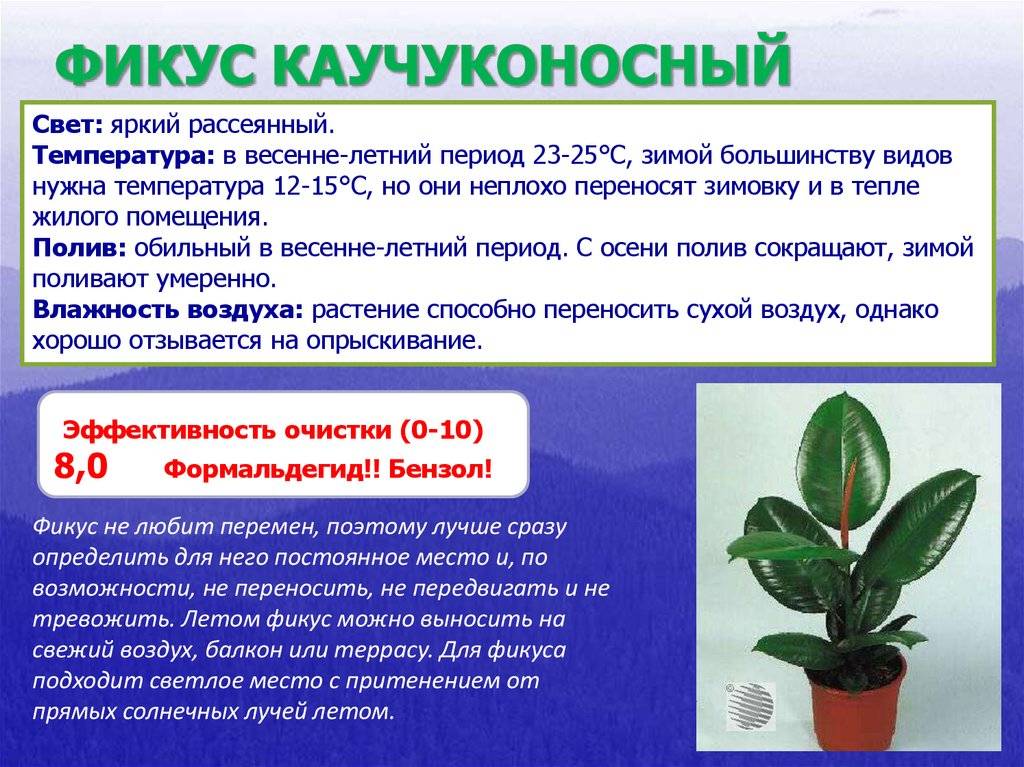 Фикус каучуконосный: пересадка в домашних условиях, выбор горшка и грунта, а также кода лучше пересаживать, как быстро растет цветок, сколько может жить в помещении?