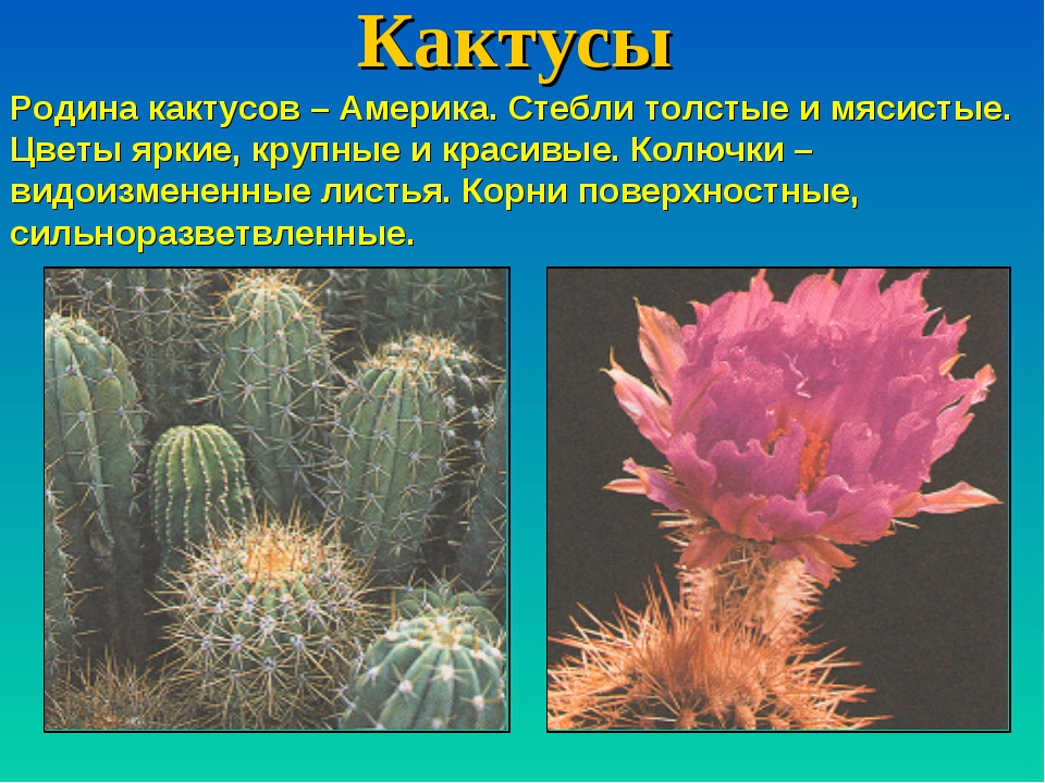 Уход за кактусами в домашних условиях: особенности размножения, характеристики растения, и как правильно ухаживать за этими цветами?