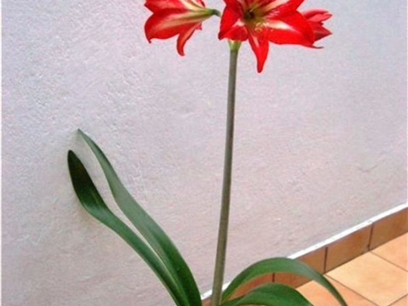 Комнатная лилия как называется. Гиппеаструм Валлота. Лилия гиппеаструм цветок. Гиппеаструм Эвергрин. Гиппеаструм reve.