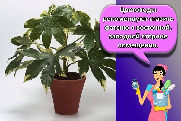 Фатсия японская. уход дома. посадка и размножение